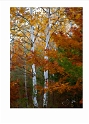 100910_0332-TS  Autumn Birch Tree